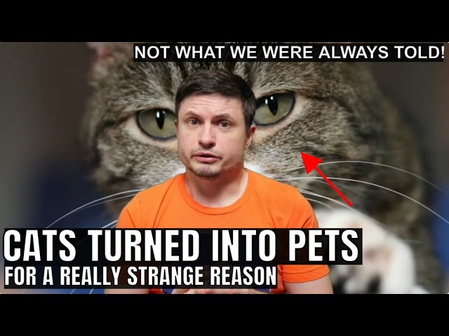 We Were Wrong About Cat Domestication and How Cats Spread Around the World SDDEFAULT Thumbnail