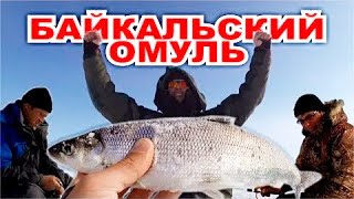 Омуль где ловят