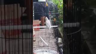 Download lagu Lovebird YAKIN konslet alami mp3