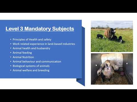 Animal Management Level 3