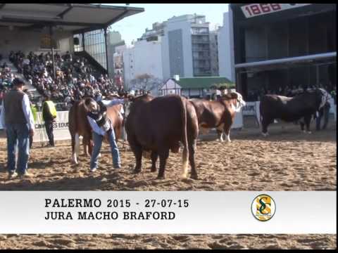 27-07-15 -  Campeón Macho Braford - Palermo 2015.