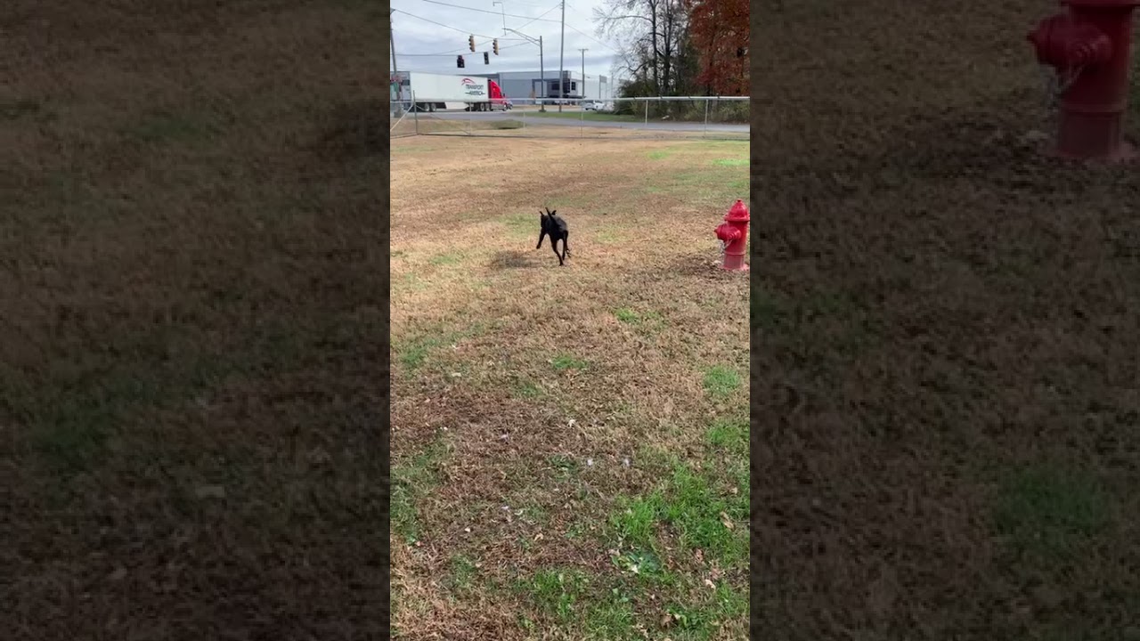 Enlarge Matteo, a Adoptable Mixed Breed in Chattanooga, TN video 6/6