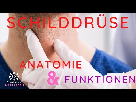Die Schilddrüse Anatomie, Aufgaben und Funktionen💮