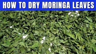 How To Dry Malunggay Leaves At Home | Simple Method of Drying Moringa Leaves
