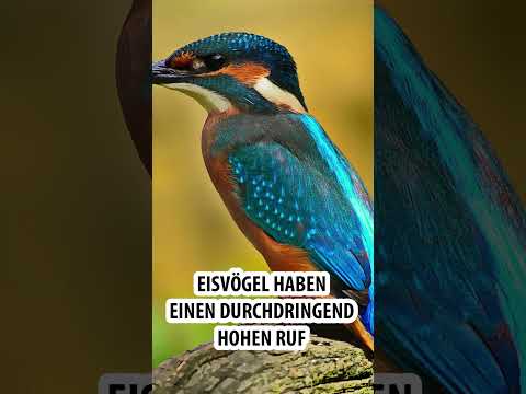 Der Ruf des Eisvogels #Short
