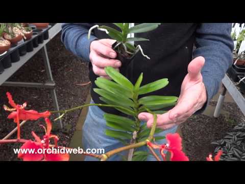 OrchidWeb - Renanthera imschootiana