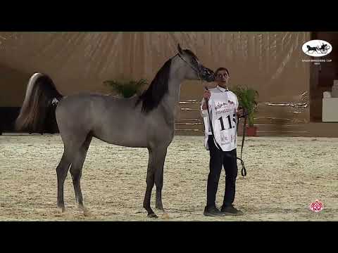 N 115 ANWAR ALSAYED   Saudi Breeders Cup   Riyadh   Yearling Colt Class 6A