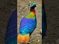 Himalayan Monal Bird Amazing Facts Shortsvideo Trendingshortsvideo
