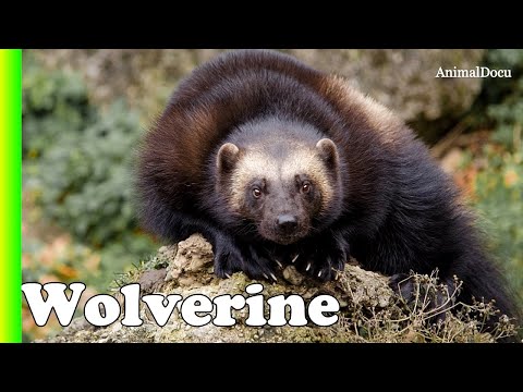 Wolverine: the other bravest animal in the world