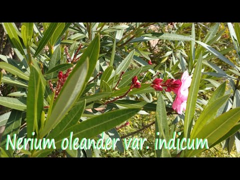 キョウチクトウを霜から守る方法は？冬を乗り切るための 4 つの簡単なアクション  庭園