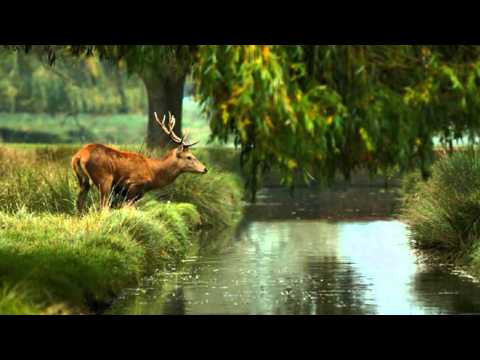 Horst Jankowski-Eine Schwarzwaldfahrt