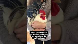 Download lagu He’s just a babyyyy #rooster #chicken #animalvideos mp3