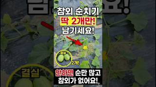참외 그냥 두면 순만 많아요 딱 순 <b class="sch_word">2</b>개만 남기세요 #참외순치기