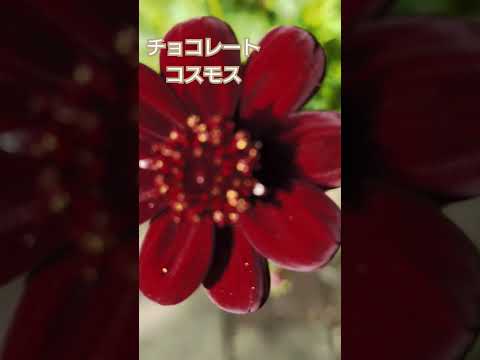 あなたの庭に絶対に置きたいチョコレートのような香りの植物を5つ以上！  庭園