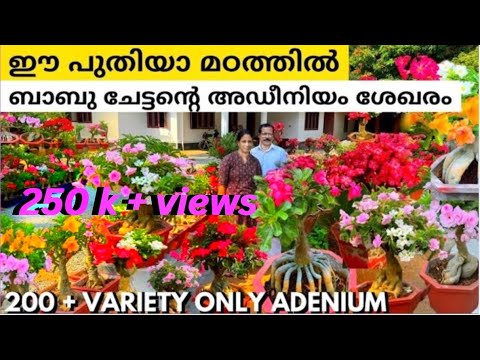 അതിശയിപ്പിക്കുന്ന അഡീനിയം ചെടികളുടെ ശേഖരം200വ്യത്യസ്ത അഡീനിയം  പൂക്കളുമായി ബാബുച്ചേട്ടൻ ഞെട്ടിച്ചു😱