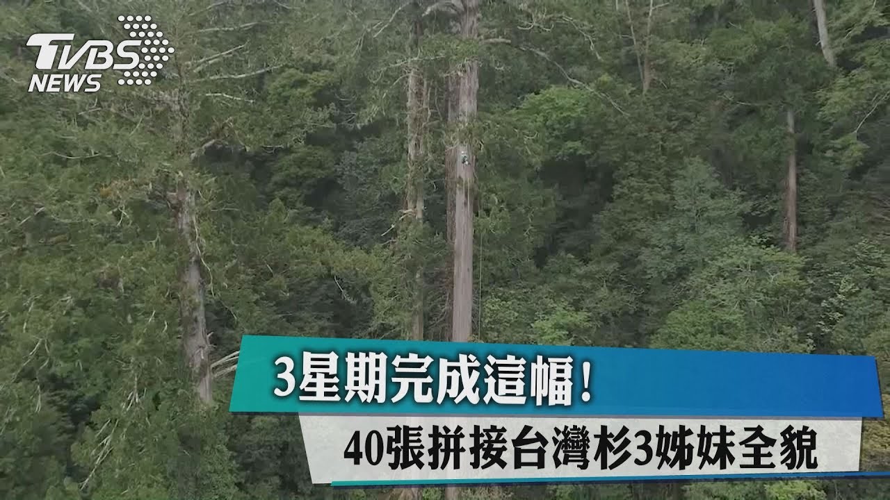 3星期完成這幅! 40張拼接台灣杉「三姊妺」全貌
