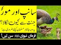 Why did the snake and the peacock get out of heaven? Islamic useful information | Islamic teacher