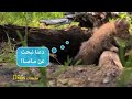 MUSIC KIDS MOSLSL SAMIHINI NATGO KIDS 68