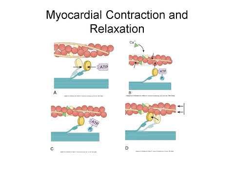 Cardiovascular and Lymphatic Systems Explained: Anatomy, Physiology, and Circulation
