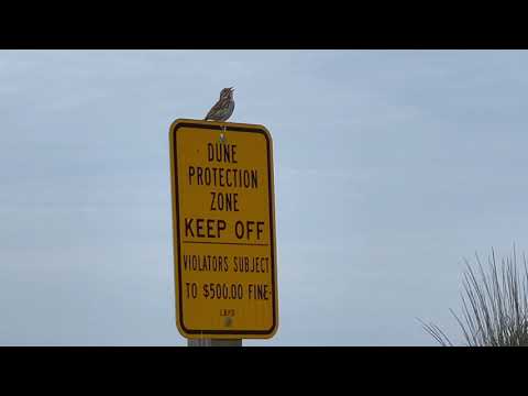 A Song Sparrow singing at Long Beach New York,
