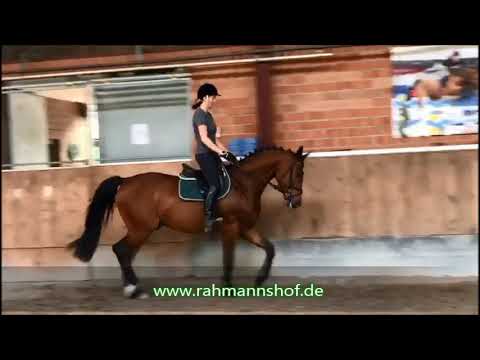 Ulando - 4j. Wallach v. Ultimo x Lancer II - Grandeur - FOR SALE