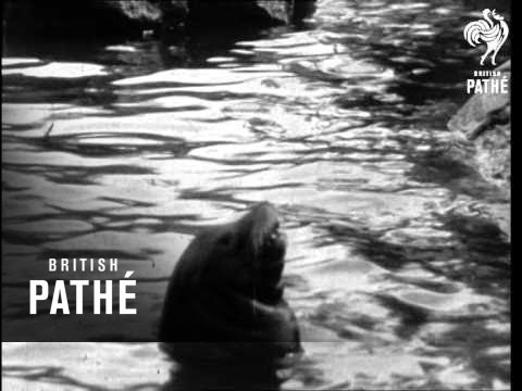 Secrets Of Nature - Playtime At The Zoo (1930)