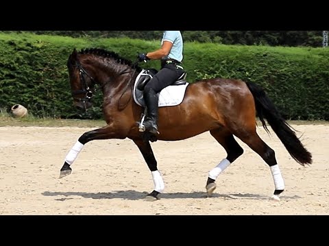 Andalusian PRE Mare 2017 - 1,60 cm (#MP564)