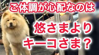 ご体調が心配なのは悠仁さまよりキーコさま ?