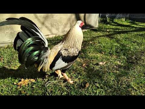 Gallos Joe Goode con asil