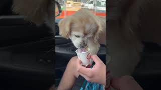 Video preview image #1 Pekingese Puppy For Sale in Arlington, VA, USA