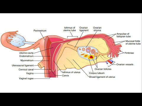 Female reproductive system (Physiological anatomy). Chapter 82 part 1. Guyton and Hall Physiology.