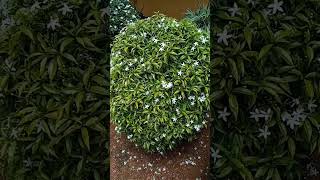 Download lagu best white flower plants for container and garden white flower plant types small but plant mp3 Download lagu best white flower plants for container and garden white flower plant types small but plant mp3