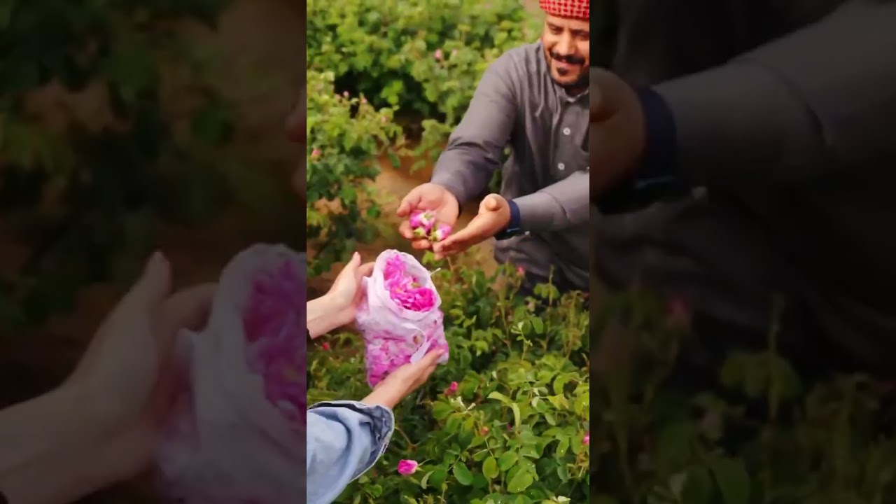 Saudi Taif Rose Fields