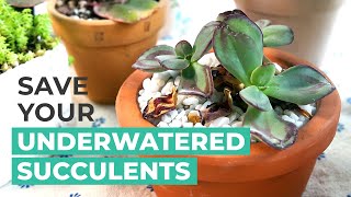 HOW TO SAVE UNDERWATERED SUCCULENTS