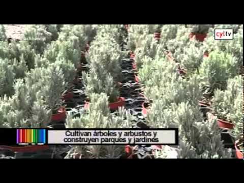 Fotograma del vídeo: Legumbres Penelas, Metalúrgicas Beltrán y Viveros Gimeno