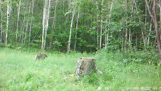 BOBCAT