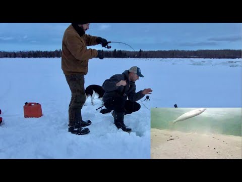 PIKE IN 1FT OF WATER!! Super Shallow!