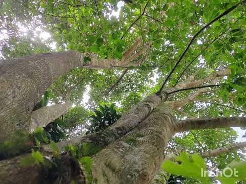 Imagen de Venta de Lotes y Terrenos en Concepción - San rafael Concepción - HEREDIA