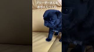 #パグ #こいぬ #いやし #あかちゃん  #かわいい犬  #かわいい