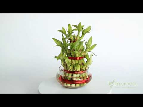 Good luck three layer bamboo plant