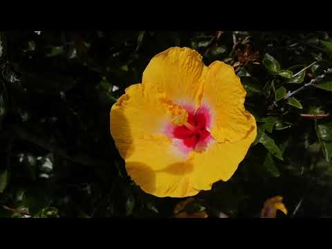 木槿 花期