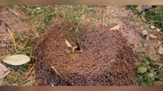 El Rey de las flores - Silvio Rodríguez 1970