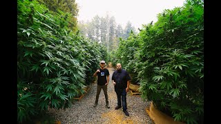 Marijuana Mania Episode 6 - Humboldt &amp; Mendocino Appellation Program