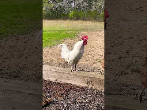 White rooster crowing!