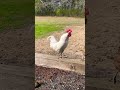 White rooster crowing!