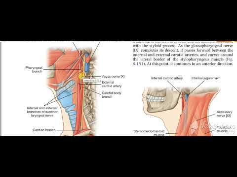 Glossopharyngeal intro 1