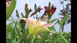 Here for You by Petula Clark