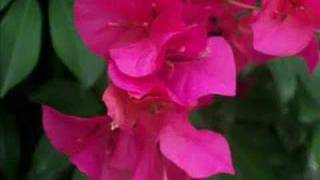 photography of pretty things.