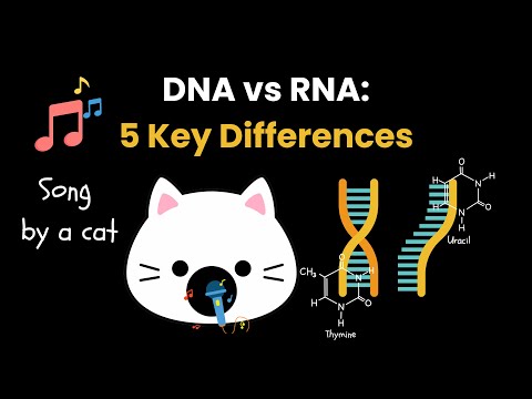 DNA vs RNA: 5 Key Differences | Cat Science Song | Cat Animation