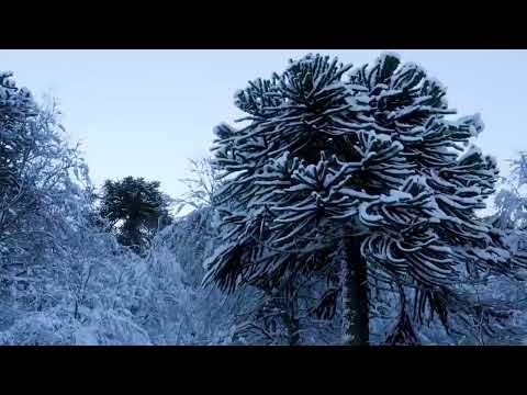 LONQUIMAY RAIZ DE ARAUCARIA